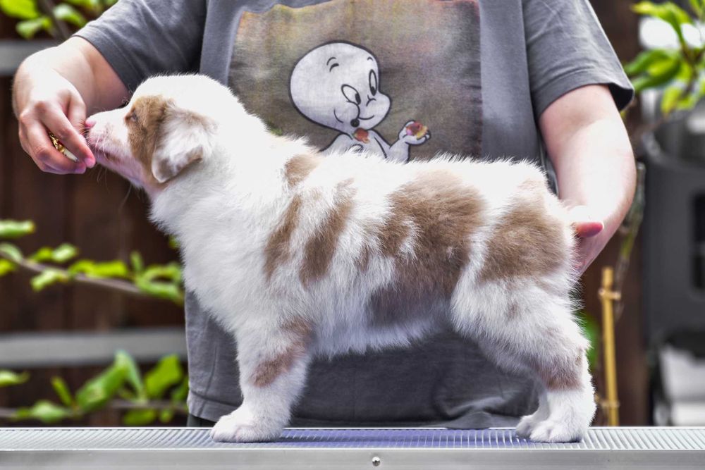 Ciobanesc Australian Pui cu pedigree