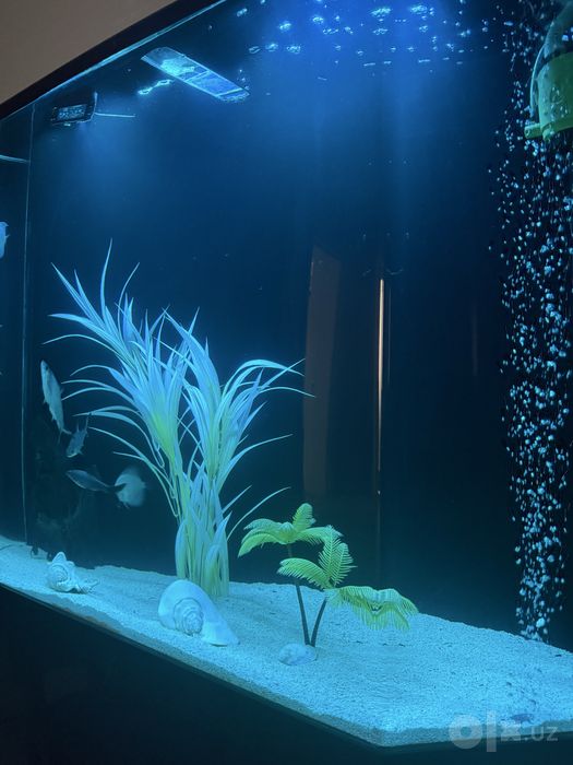 Akvariyum 220 lit