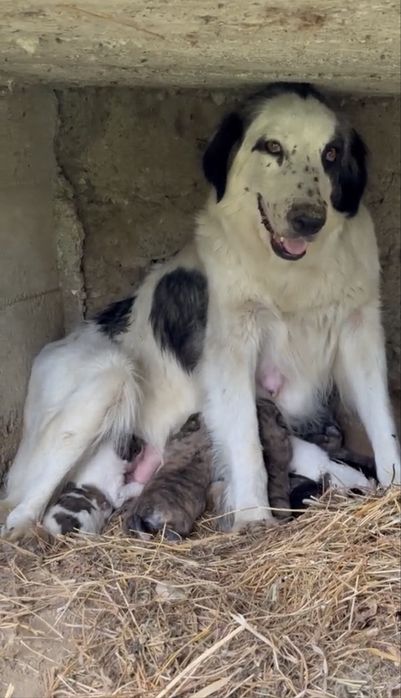 Donez metisi de ciobanesc de bucovina