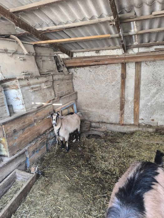 Ешкы сатылады срочно