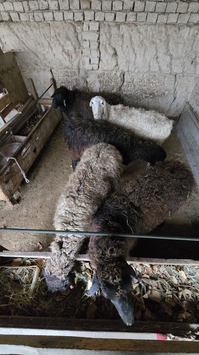 Қойлар сатылады бұғаз