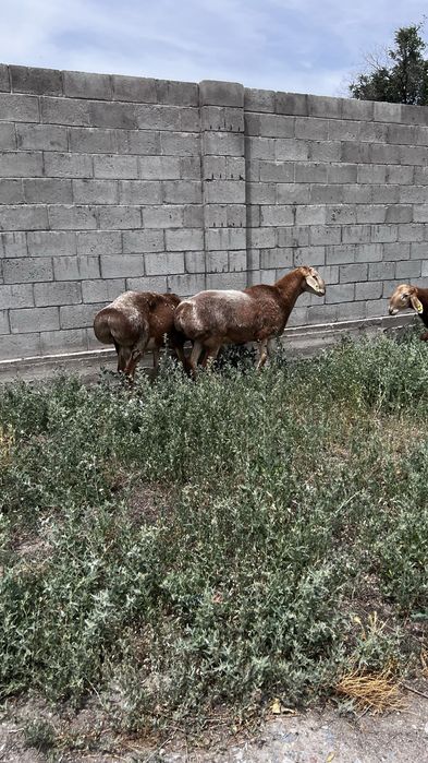 Продаются бараны Арашан