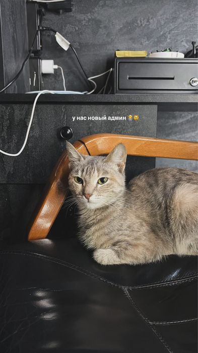 Милый котик ищет своего хозяина