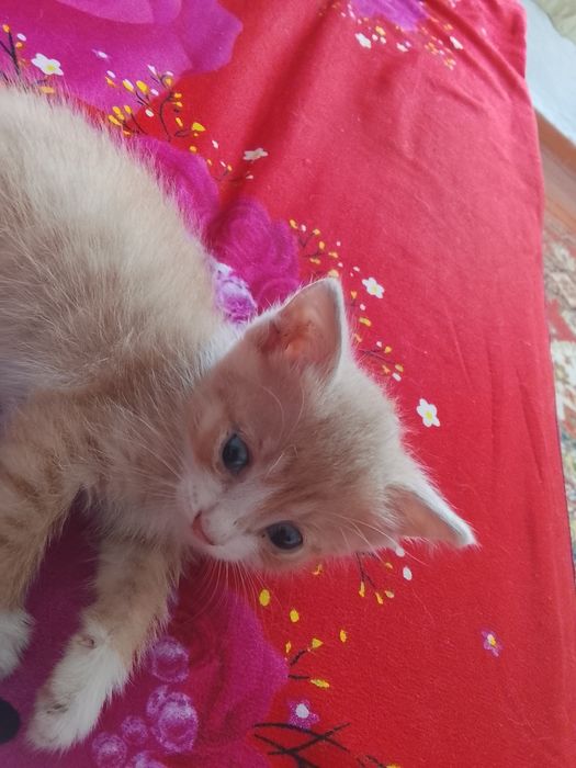 Отдам котенка девочка.