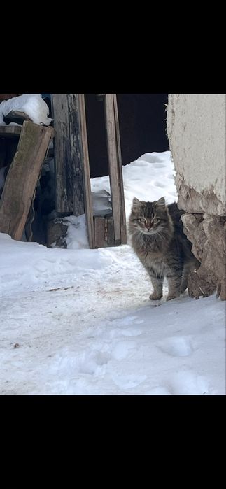 Отдам в добрые руки