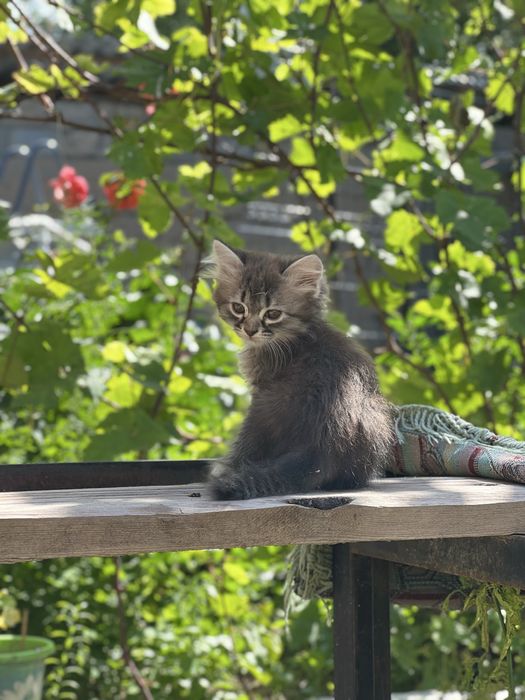 Котята мальчики и девочки