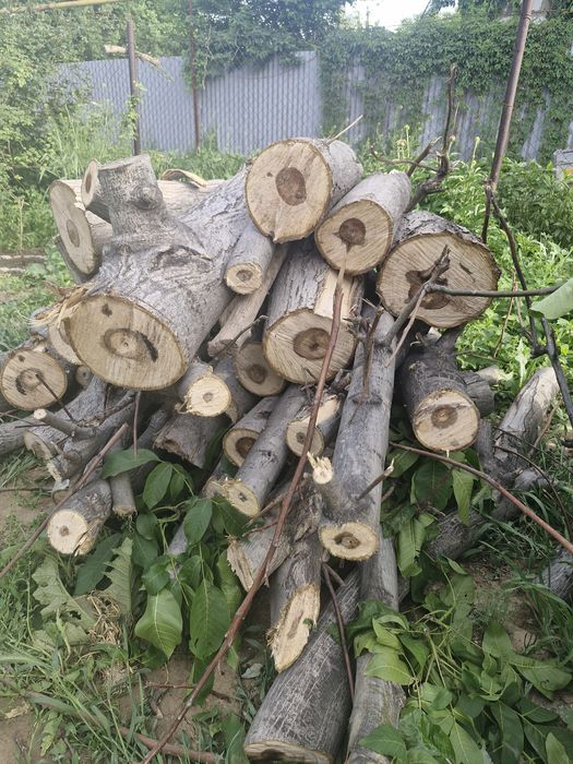 Продам дрова ореха
