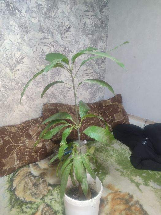 Дерево манго дерево манго