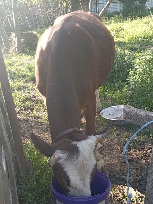 Junică la prima fătare .