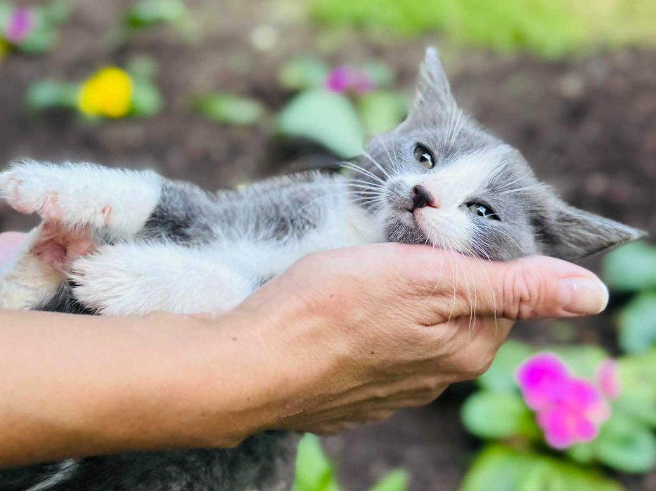 Женско коте търси дом