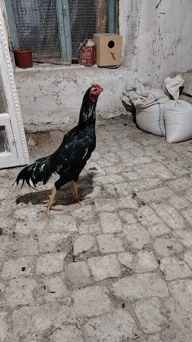 Xo'roz Dakan xoreyski