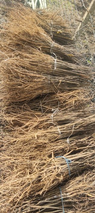 Puieți de salcâm frasin paltin fag carpen mesteacăn tei brad pin molid