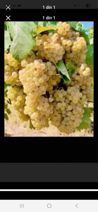 Vindem struguri de vin disponibil oriunde în tara