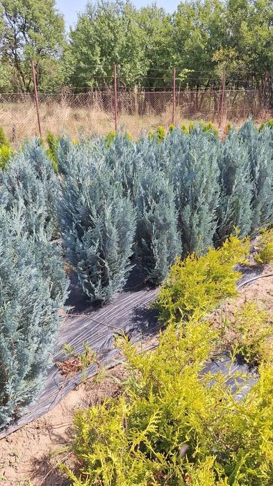 Chiparos columnar albastru Van Pelts