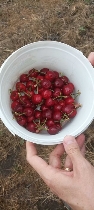 Продавам череши Бигаро Бюрла