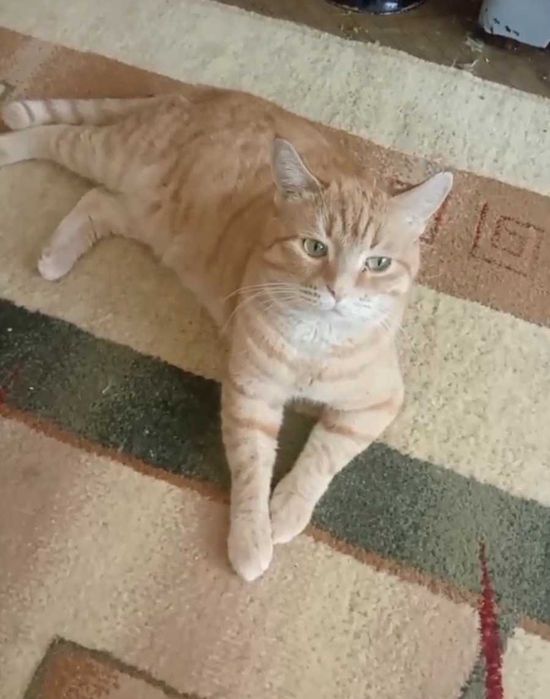 Рыжий котик ищет дом