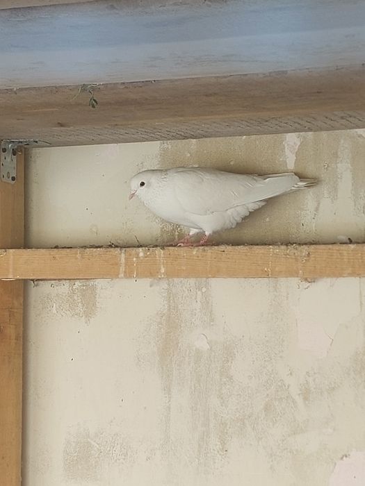 Кептер Құс Голуби