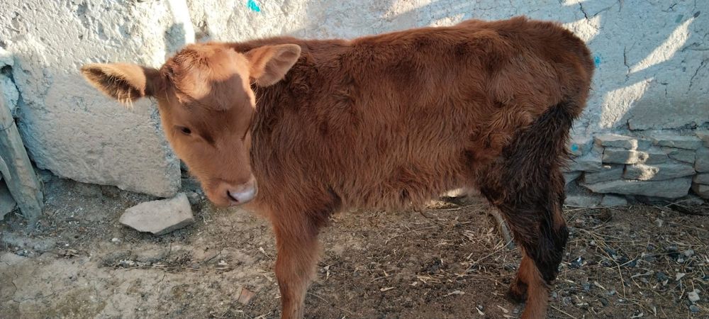 2 айлық еркек бұзаулар сатылады