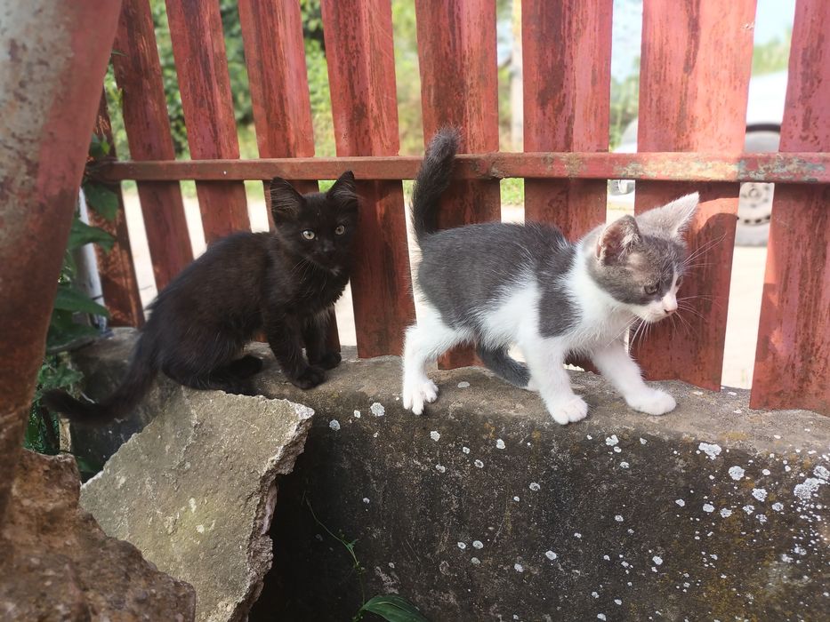 5 pisoi pt adoptie, 2 luni