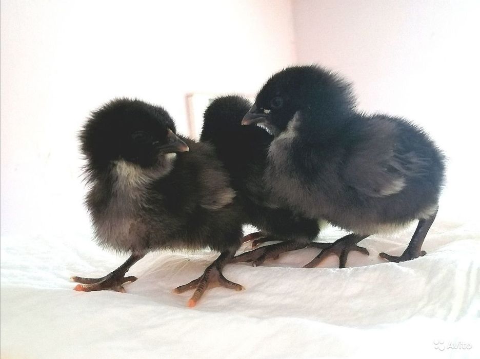 ЖУЖАЛАР.кора джерси жужалари сотилади.