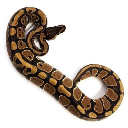 Королевский питон