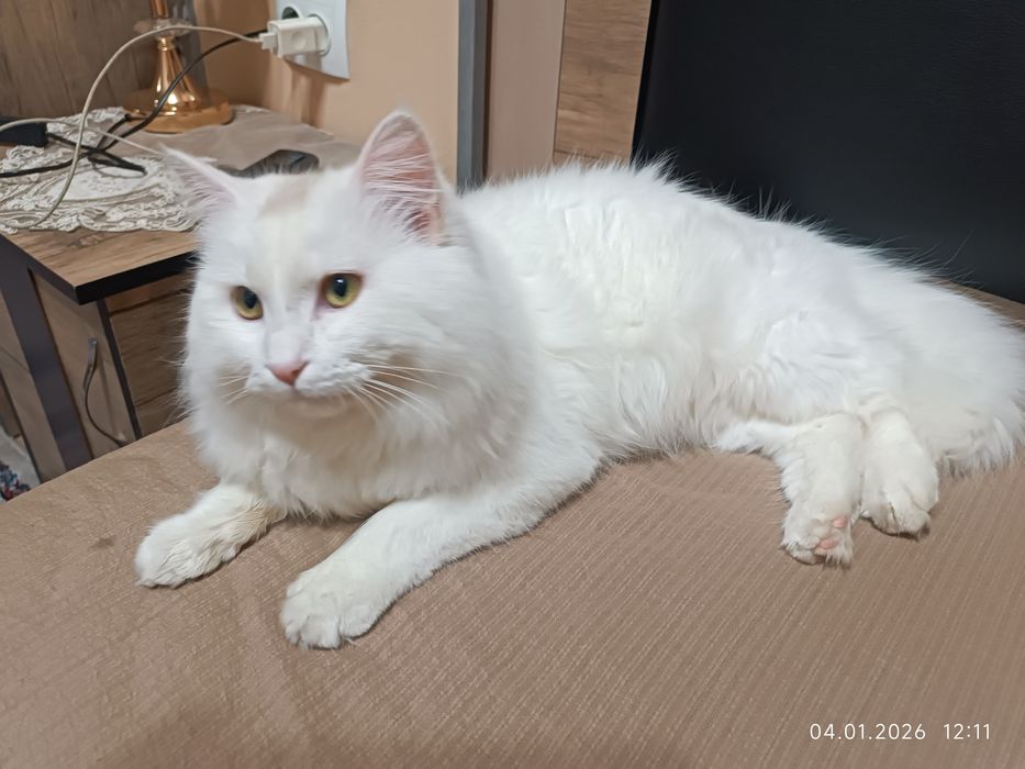 TТурецкая ангора кошка