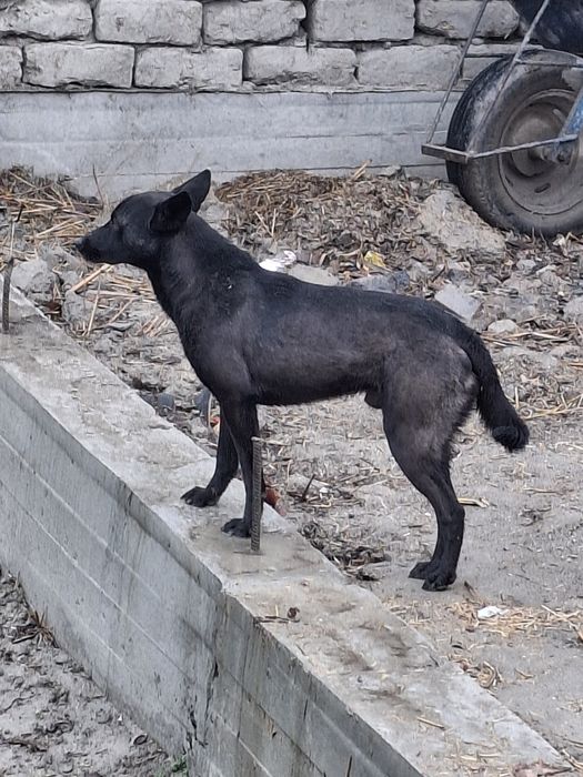 Акилли уй курикчи кучукча