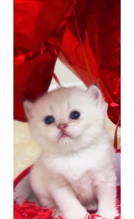 Колор поинт 2ойли киз бола