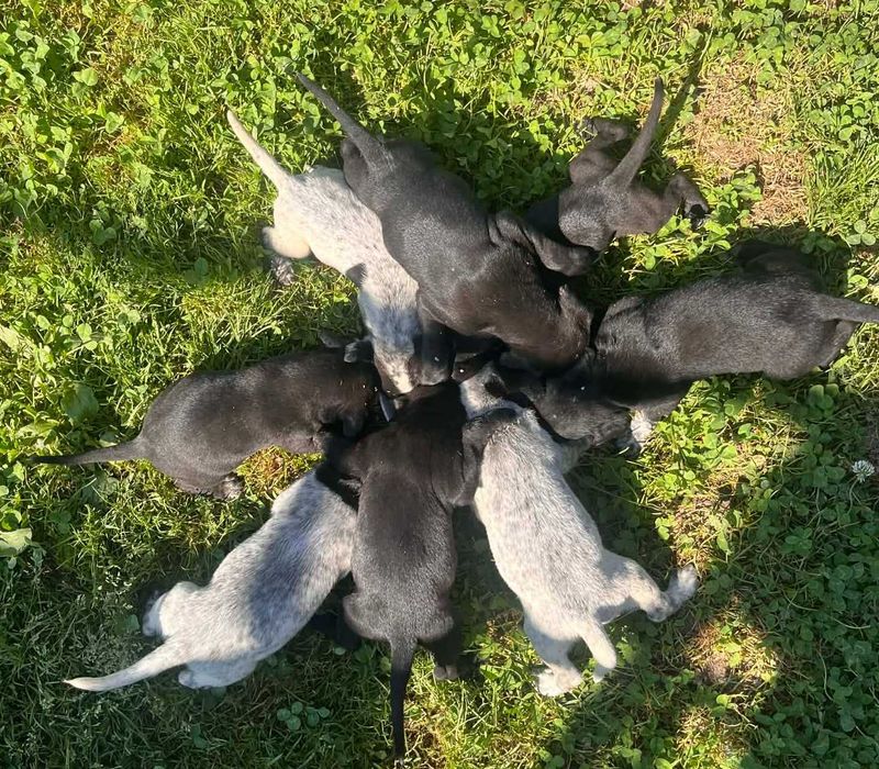 Donez căței din rasa pointer, au 4 săptămâni