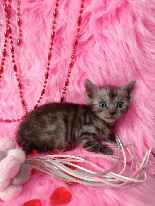 Продам котёнка девочку шотландка +бенгал