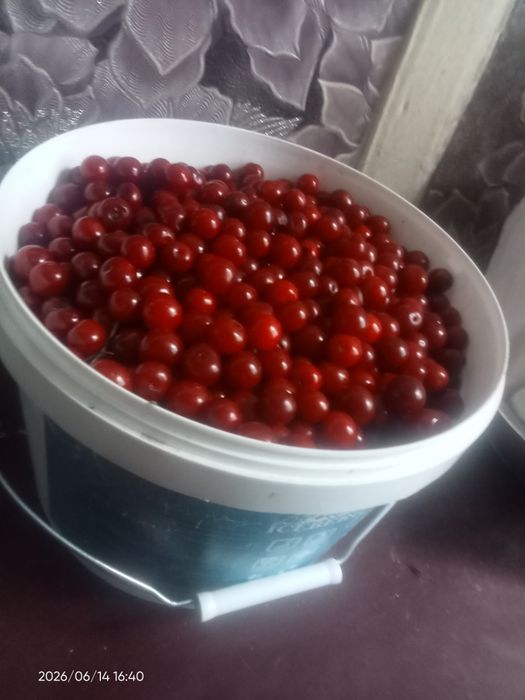 Вишня спелая на заказ