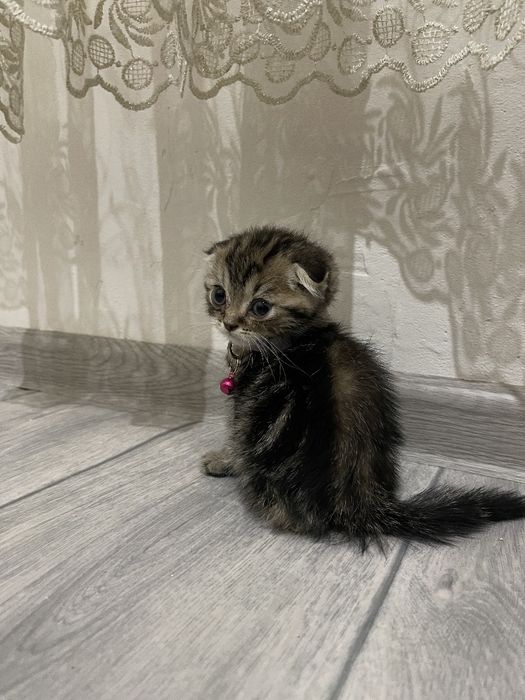 Порода: Скоттиш страйт