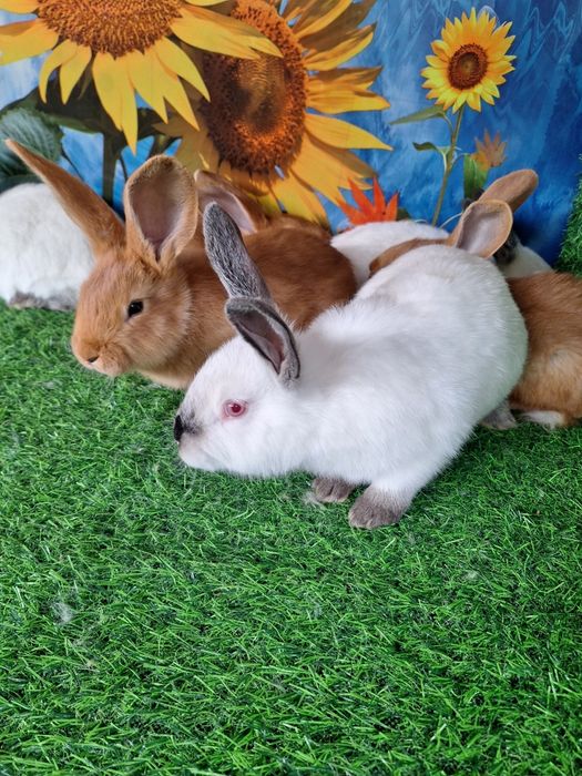 Кролчата Калифорния и Бурги