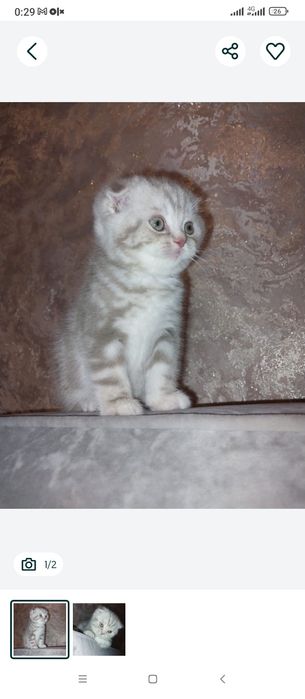 Шотландские котята