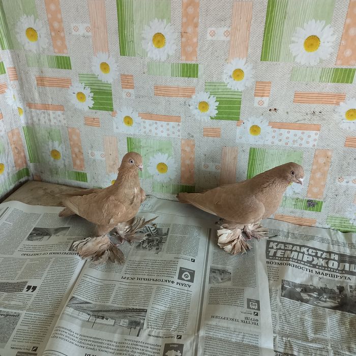 Голуби молоносые пара