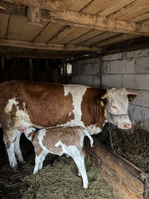 Vaca si vitica bine ingrijite