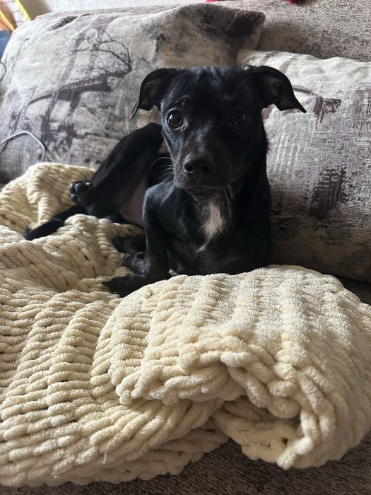 Той терьер бесплатно в добрые руки