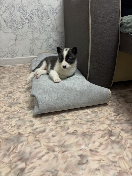 Отдам даром щенка лайка