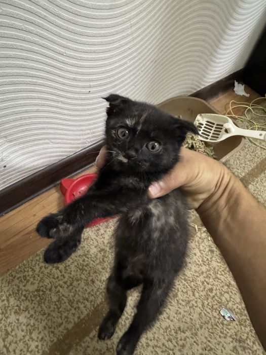 Кошка 2 месячная