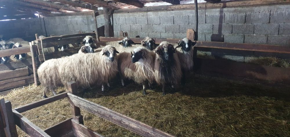 Oi breze disponibile