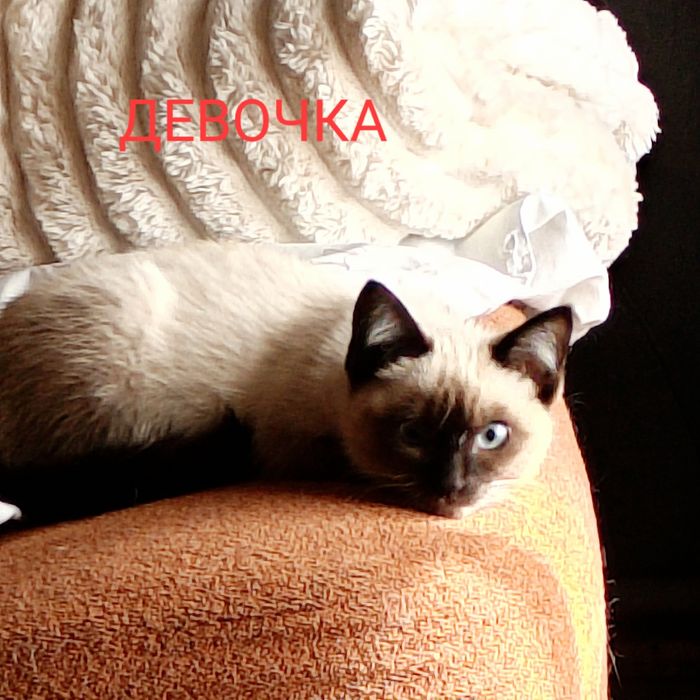 Отдам котят в добрые руки