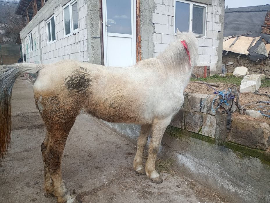 Se vinde iapa de zece ani accept orice proba ie buna de căruță