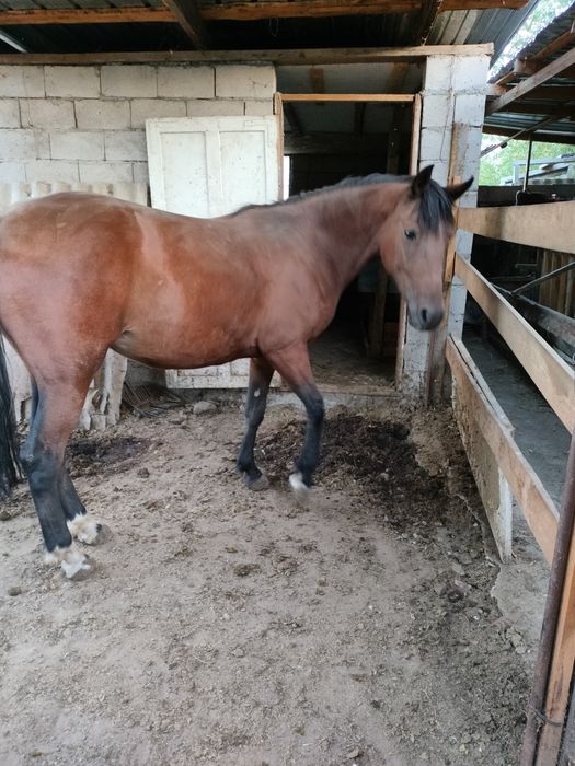 Кобыла двух годовалая