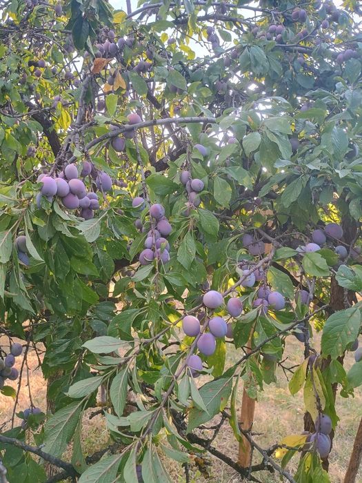 Prune de vânzare