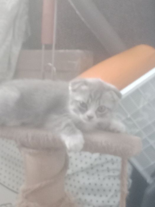 Британские короткошерстные
