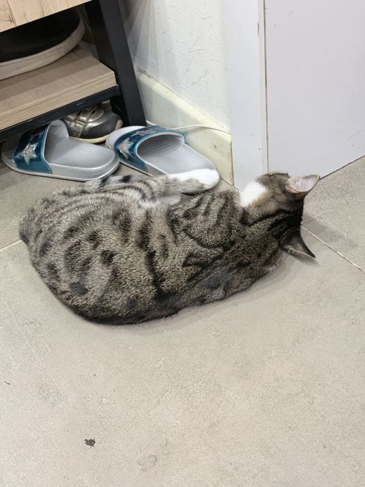 отдам котенка в добрые руки