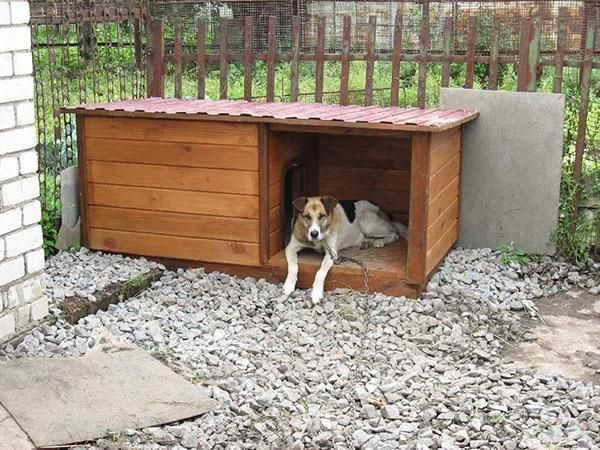 Бутка , вольер, иттің ұясы , собака