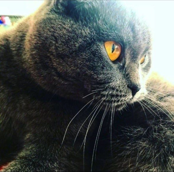 Отдам в добрые руки кошечку