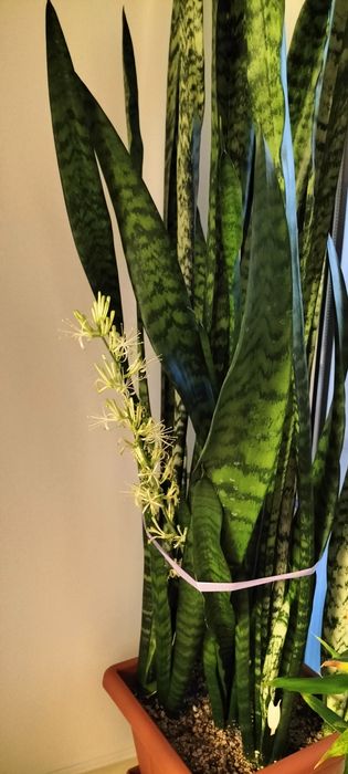 Щучий хвост (Сансевиерия)
