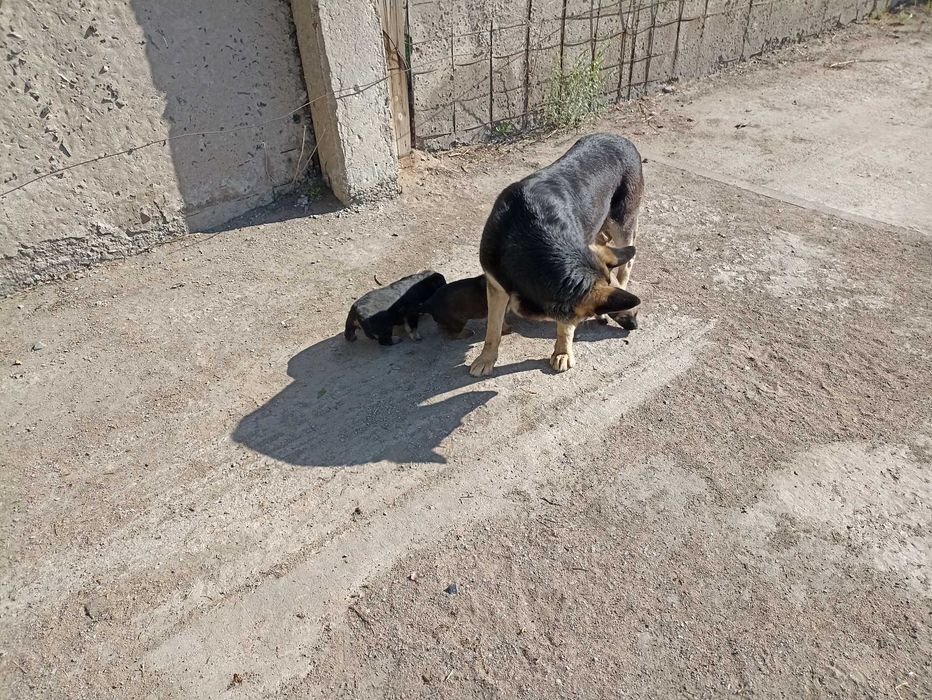 Отдам щенят от грозной овчарки